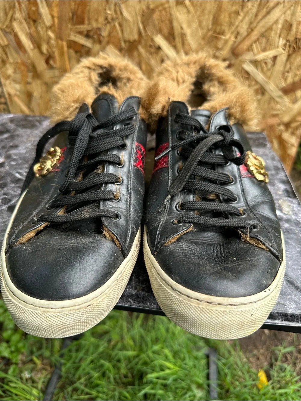 Roberto Cavalli Black Leather Sneakers with Red Accent and Gold Emblem